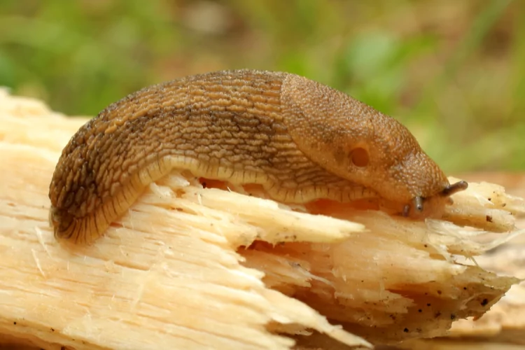 Die Spanische Wegschnecke