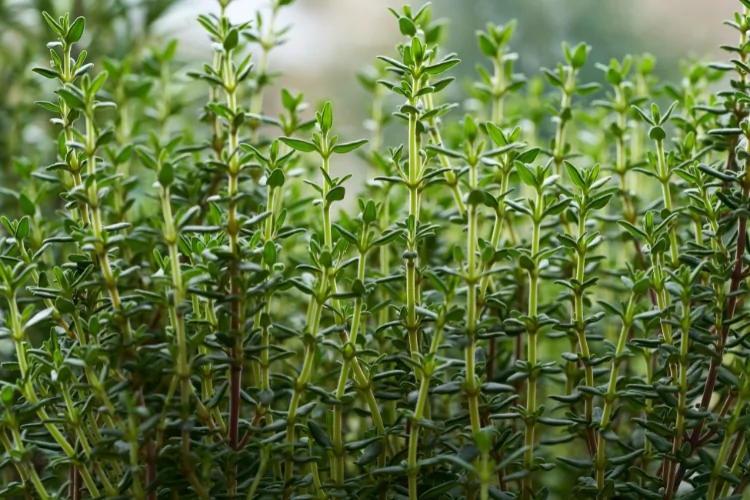 Thymian als Schneckenabwehr