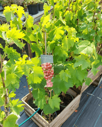 Kleine Weintrauben Pflanzen in einer offenen Holzkiste