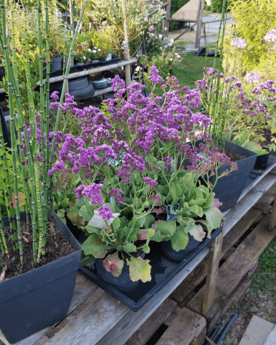 Mehrere Pflanzen mit lila Blüten